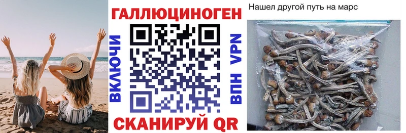 Псилоцибиновые грибы GOLDEN TEACHER  ссылка на мегу маркетплейс  мориарти наркотические препараты  Майкоп 